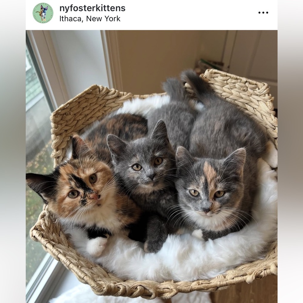 Foster Kitten Love 😻